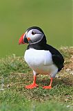 Atlantic Puffin